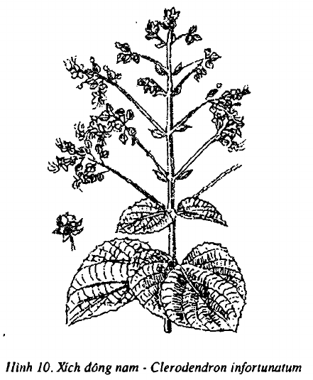 Hình 10. Bạch đồng nữ - Clerodendron fragrans
