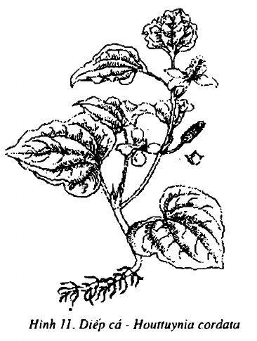 Hình 11. Cây diếp cá - Houttuynia cordata