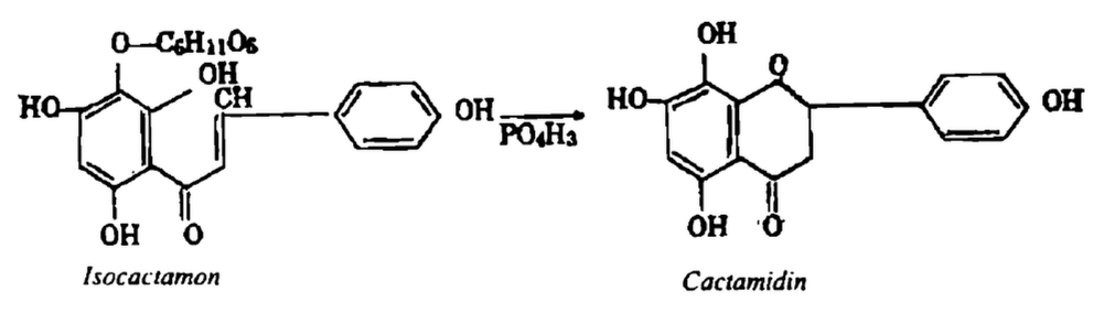 Hình 12.3. Cây hồng hoa - Carthamus tinctorius