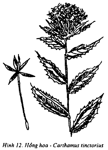 Hình 12. Cây hồng hoa - Carthamus tinctorius