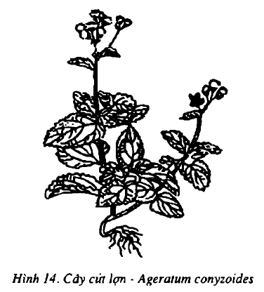 Hình 14. Cây hoa cứt lợn - Ageratum conyzoides