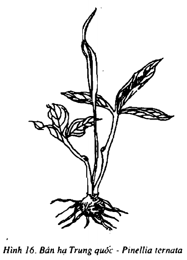 Hình 16. Bán hạ