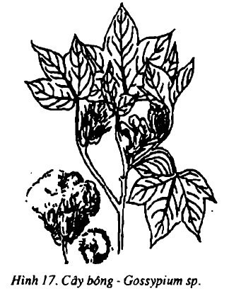 Hình 17. Cây bông - Gossypium sp