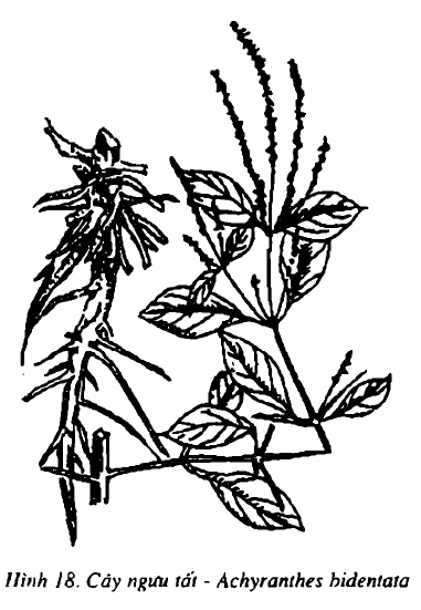 Hình 18. Cây ngưu tất - Achyranthes bidentata