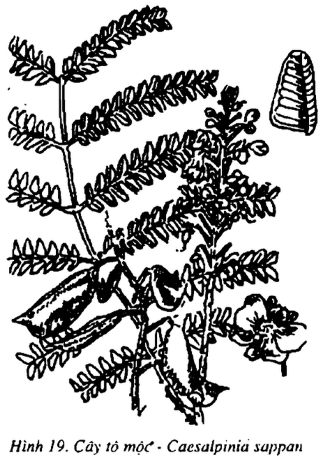 Hình 19. Cây tô mộc - Caesalpinia sappan