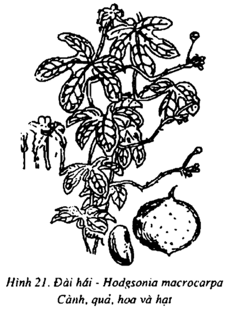 Hình 21. Đài hái - Hodgsonia macrocarpa