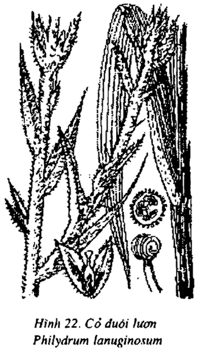 Hình 22. Cỏ đuôi lươn - Philydrum lanuginosum
