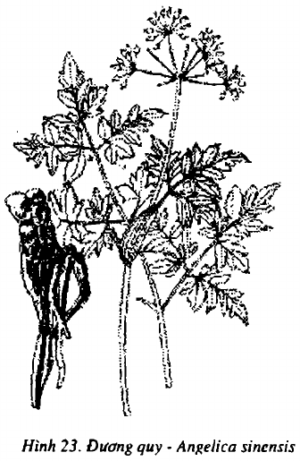 Hình 23. Đương quy - Angelica sinensis