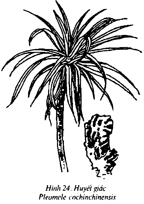 Hình 24. Huyết giác - Pleomele cochinchinensis