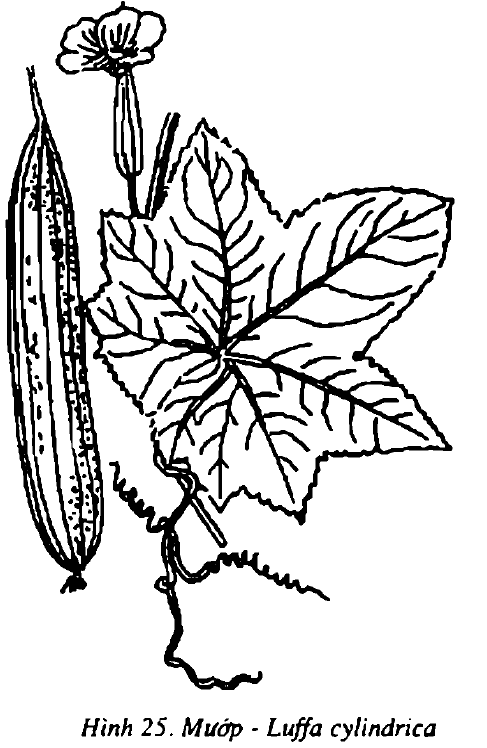 Hình 25. Mướp - Luffa cylindrica