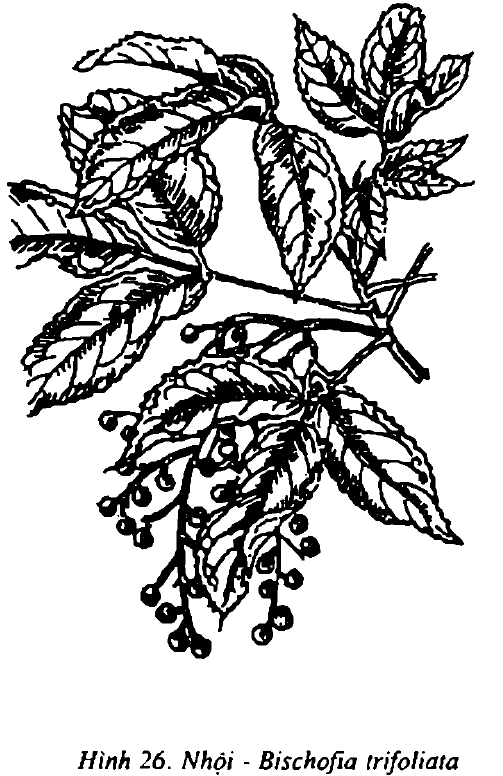 Hình 26. Nhội - Bischofia trifoliata