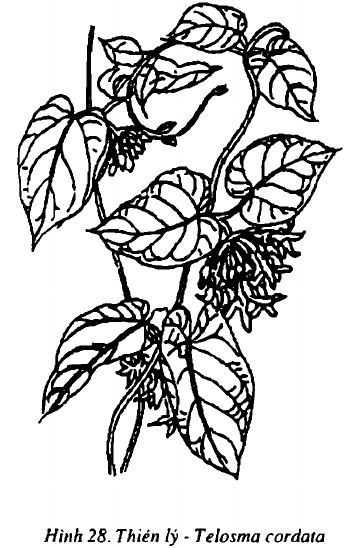 Hình 28. Thiên lý - Telosma cordata