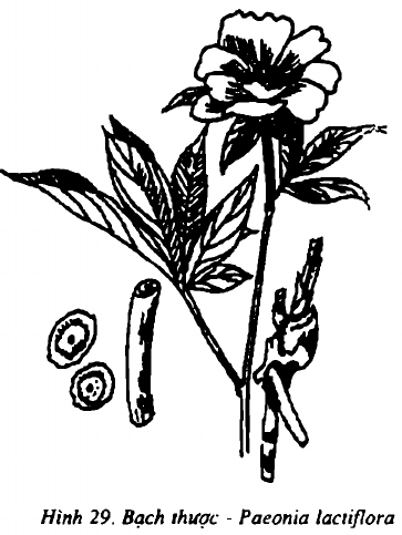 Hình 29. Thược dược - Paeonia lactiflora