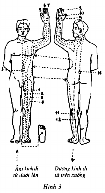 Hình 3. Mướp - Luffa cylindrica