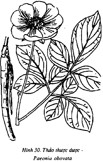 Hình 30. Thược dược - Paeonia lactiflora