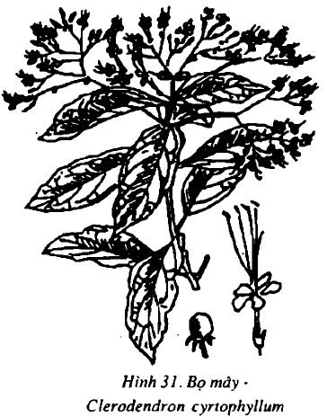 Hình 31. Bọ mẩy - Clerodendron cyrtophyllum