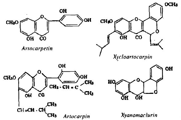 Hình 32.2. Mít - Arlocarpus integrifolia