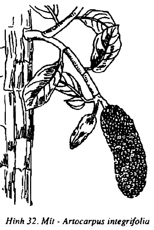 Hình 32. Mít - Arlocarpus integrifolia