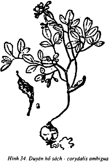 Hình 34. Duyên hồ sách - Corydalis ambigua