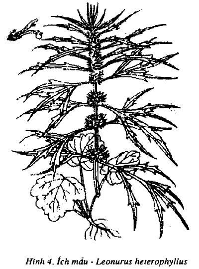 Hình 4. Ích mẫu - Leonurus heterophyllus