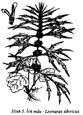Hình 5. Ích mẫu - Leonurus heterophyllus