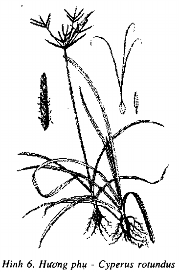 Hình 6. Hương phụ - Cyperus rotundus