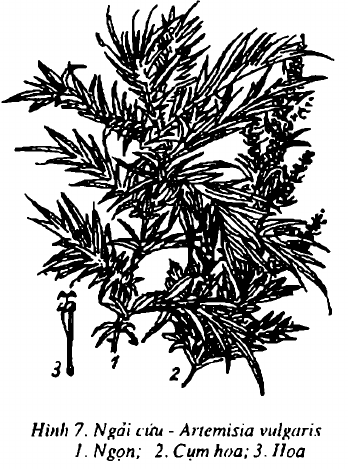 Hình 7. Ngải cứu - Artemisia vulgaris