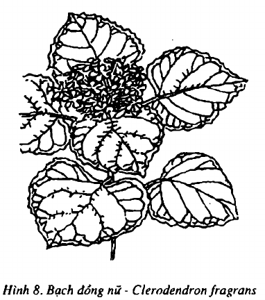 Hình 8. Bạch đồng nữ - Clerodendron fragrans
