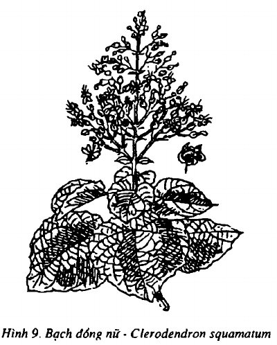 Hình 9. Bạch đồng nữ - Clerodendron fragrans