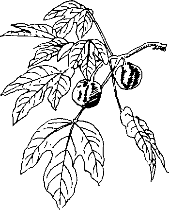 Hình 259. Cây cho curarơ - Camellia sasanqua
