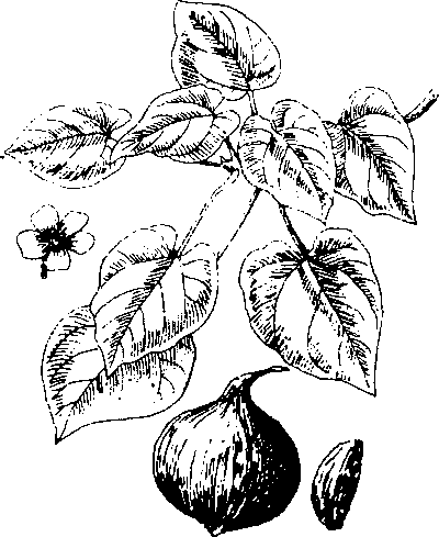 Hình 259. Cây cho curarơ - Camellia sasanqua