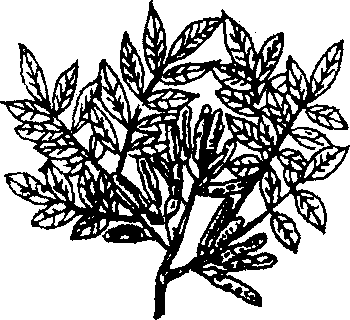 Hình 260. Cây cho curarơ - Camellia sasanqua