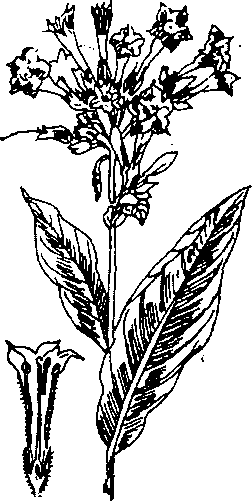Hình 262. Mắc kẹn - Aesculus sinensis