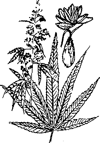 Hình 263. Mắc kẹn - Aesculus sinensis