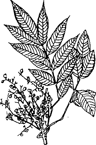 Hình 264. Mắc kẹn - Aesculus sinensis
