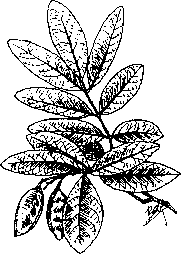 Hình 265. Dây thuốc cá - Derris elliptica