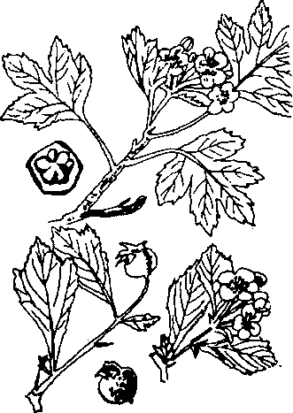 Hình 266. Dây thuốc cá - Derris elliptica