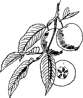 Hình 267. Dây thuốc cá - Derris elliptica