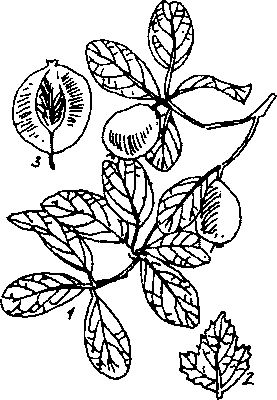 Hình 268. Dây thuốc cá - Derris elliptica