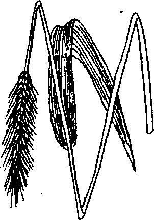 Hình 269. Dây thuốc cá - Derris elliptica