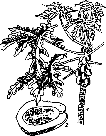 Hình 271. Dây thuốc cá - Derris elliptica