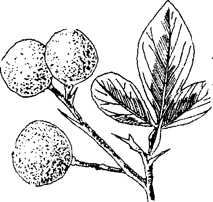 Hình 273. Dây thuốc cá - Derris elliptica