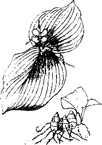 Hình 274. Dây thuốc cá - Derris elliptica