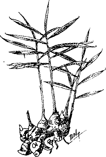 Hình 275. Dây thuốc cá - Derris elliptica