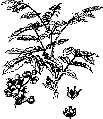 Hình 277. Gừng gió - Zingiber zerumbet