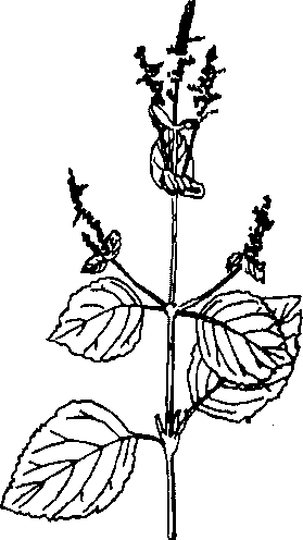 Hình 280. Hoắc hương - Pogostemon cablin