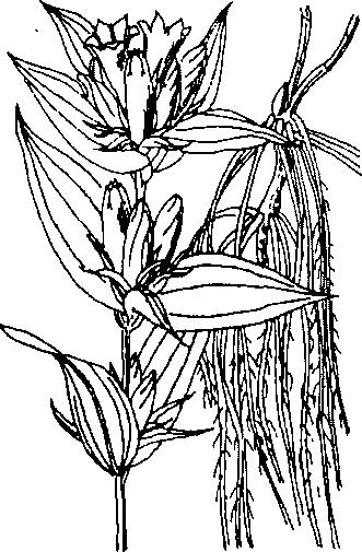 Hình 281. Hoắc hương - Pogostemon cablin