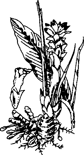 Hình 282. Hoắc hương - Pogostemon cablin