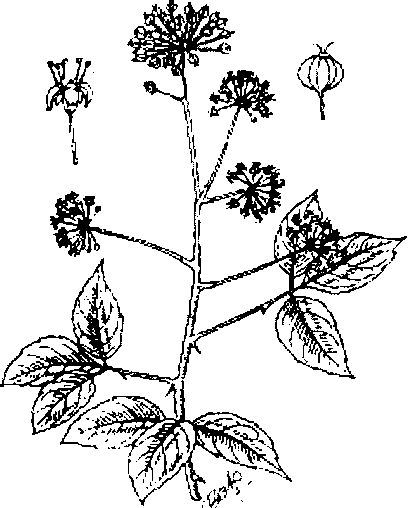 Hình 284. Hoắc hương - Pogostemon cablin