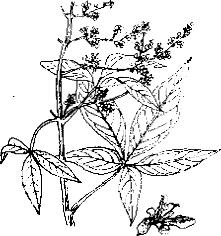 Hình 285. R₁=h - Capsicum annuum